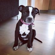 Staffordshire bull terrier Aya