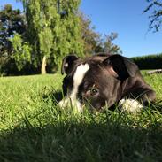 Staffordshire bull terrier Aya