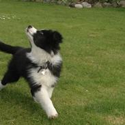 Border collie Antony von Hohen Steg (Coby)