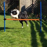 Border collie Antony von Hohen Steg (Coby)