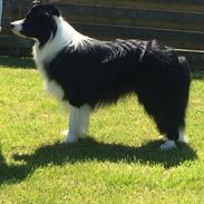 Border collie Antony von Hohen Steg (Coby)