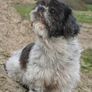 Shih tzu Trille
