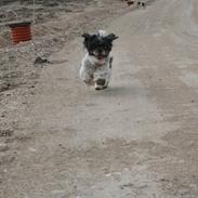 Shih tzu Trille
