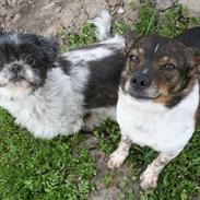 Shih tzu Trille