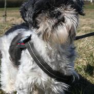 Shih tzu Trille