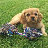 Cavalier king charles spaniel Teamsofies Louie