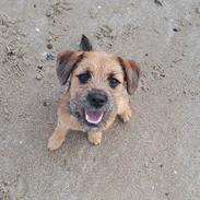 Blanding af racer Lucy