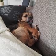 Blanding af racer Lucy