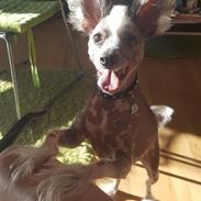 Chinese crested hårløs Spooky
