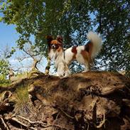 Papillon Hugo
