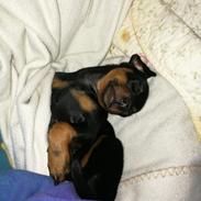 Dvaergpinscher Caro 