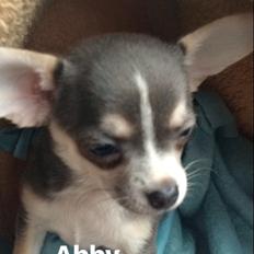 Chihuahua Abby