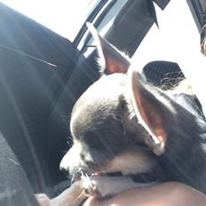 Chihuahua Abby