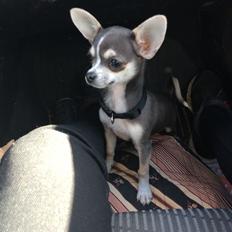 Chihuahua Abby