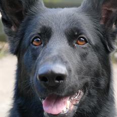 Schæferhund Jen-Ager's Una *Skygge*