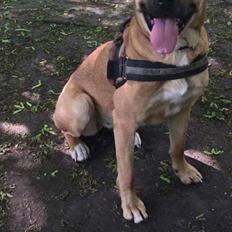 Blanding af racer Dunya