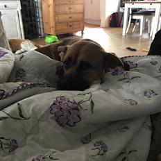 Blanding af racer Dunya