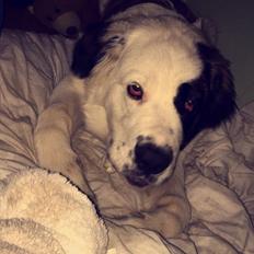 Blanding af racer Emmalul (Emma)