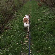 Blanding af racer Emmalul (Emma)