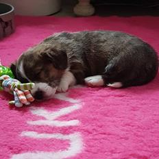 Welsh corgi cardigan Strandengen's Napoleon