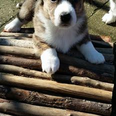 Welsh corgi cardigan Strandengen's Napoleon