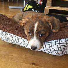 Welsh corgi cardigan Strandengen's Napoleon
