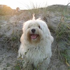 Bichon havanais Sjakke