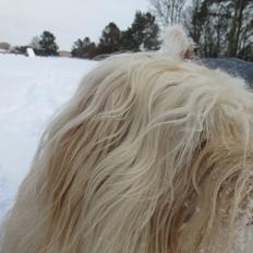 Bichon havanais Sjakke