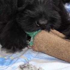 Riesenschnauzer Zipo / men stamtavle  Zeppo