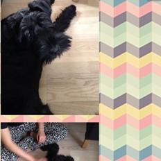 Riesenschnauzer Zipo / men stamtavle  Zeppo