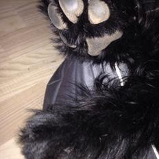 Riesenschnauzer Zipo / men stamtavle  Zeppo