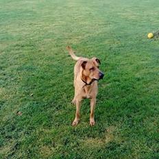 Blanding af racer Simba