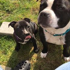 Staffordshire bull terrier Cato aka Bassemand