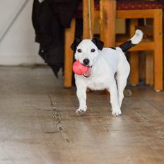Jack russell terrier China