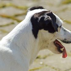 Jack russell terrier China