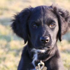 Blanding af racer Rex