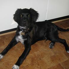 Blanding af racer Rex