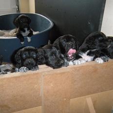 Blanding af racer Rex