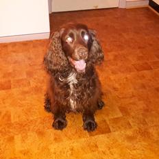 Blanding af racer Mio