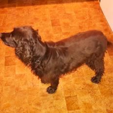 Blanding af racer Mio