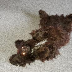 Blanding af racer Mio