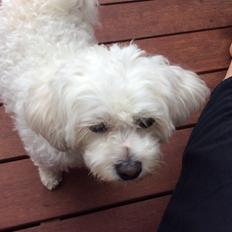 Bichon havanais Blanding mellem Bichon Frise og Havanais