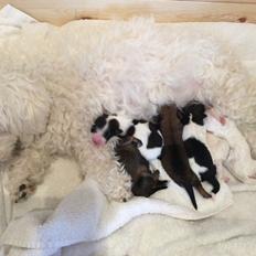 Bichon havanais Blanding mellem Bichon Frise og Havanais