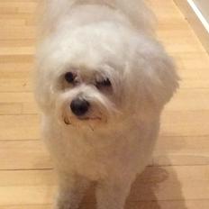 Bichon havanais Blanding mellem Bichon Frise og Havanais