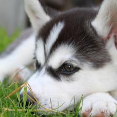 Siberian husky Miracle Mai Tai d' Abajomy 