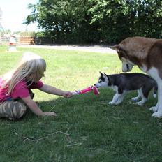 Siberian husky Miracle Mai Tai d' Abajomy 