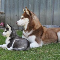 Siberian husky Miracle Mai Tai d' Abajomy 