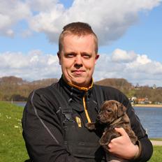 Staffordshire bull terrier Kissing Angels The Living Daylight - aka Kayzer