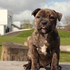 Staffordshire bull terrier Kissing Angels The Living Daylight - aka Kayzer