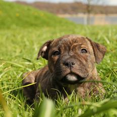 Staffordshire bull terrier Kissing Angels The Living Daylight - aka Kayzer